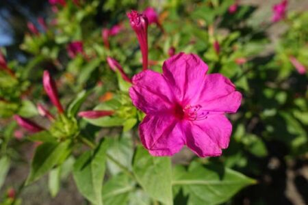 Four O’Clock Flower Family in Illinois